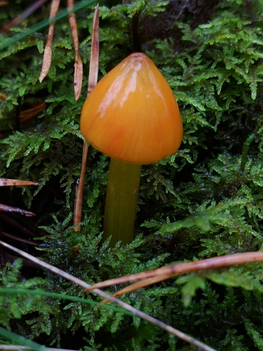 Hygrophorus conicus — photo
