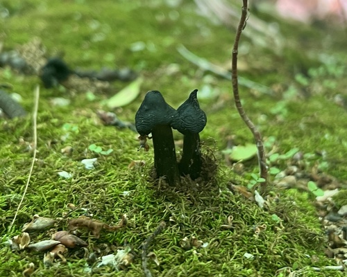 Hygrophorus conicus
