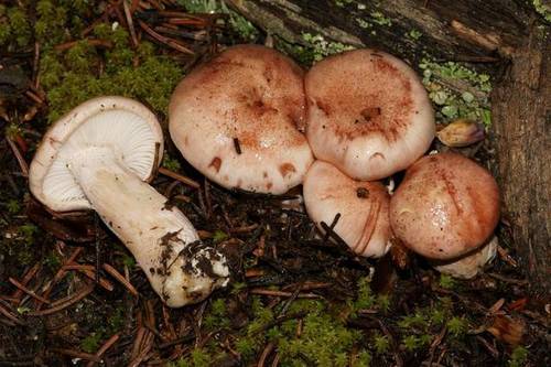 Hygrophorus erubescens var. persicolor