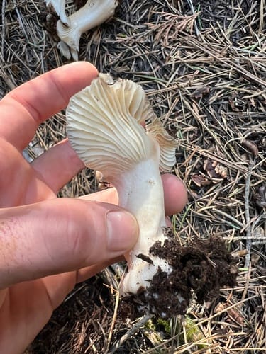 Hygrophorus gliocyclus (Slippery top) — photo