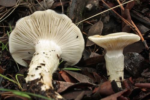 Hygrophorus gliocyclus