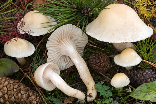 Hygrophorus gliocyclus (Slippery top) — photo