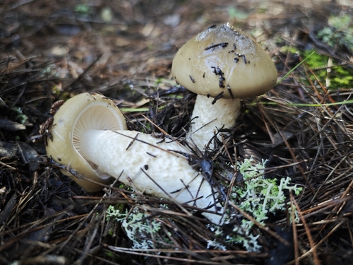 Hygrophorus latitabundus — photo
