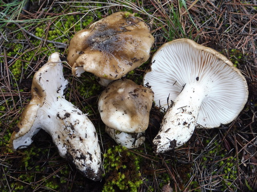 Hygrophorus latitabundus — photo