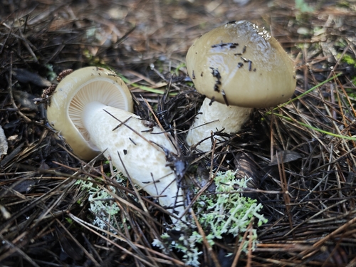 Hygrophorus latitabundus
