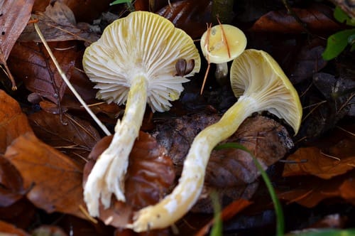 Hygrophorus lucorum — photo