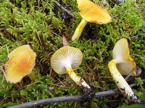 Hygrophorus lucorum