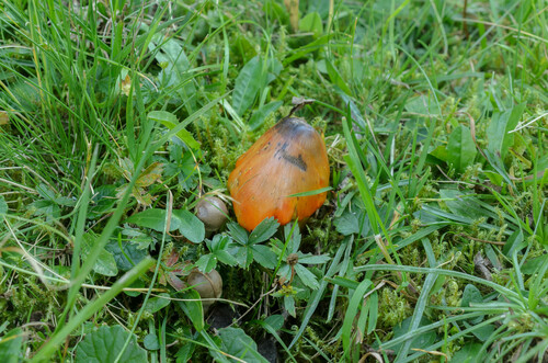 Hygrophorus nigrescens — photo