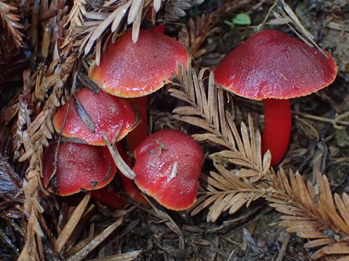 Hygrophorus nigrescens — photo