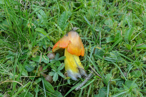 Hygrophorus nigrescens