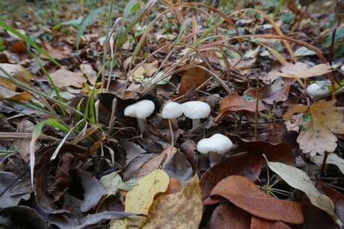 Hygrophorus niveus