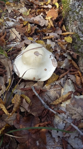 Hygrophorus penarius (Fawn wax cap) — photo