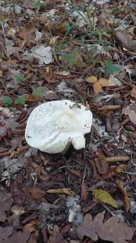 Hygrophorus penarius (Fawn wax cap) — photo