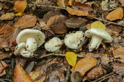 Hygrophorus penarius