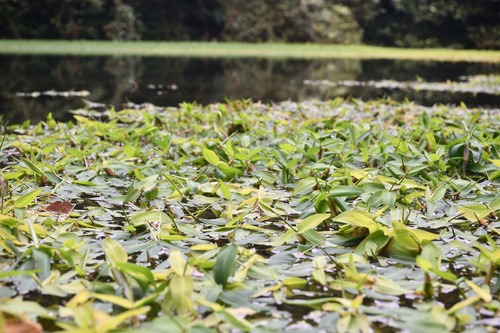 Hygroryza aristata (Bengal wild rice) — photo