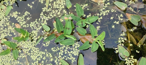 Hygroryza aristata (Bengal wild rice) — photo