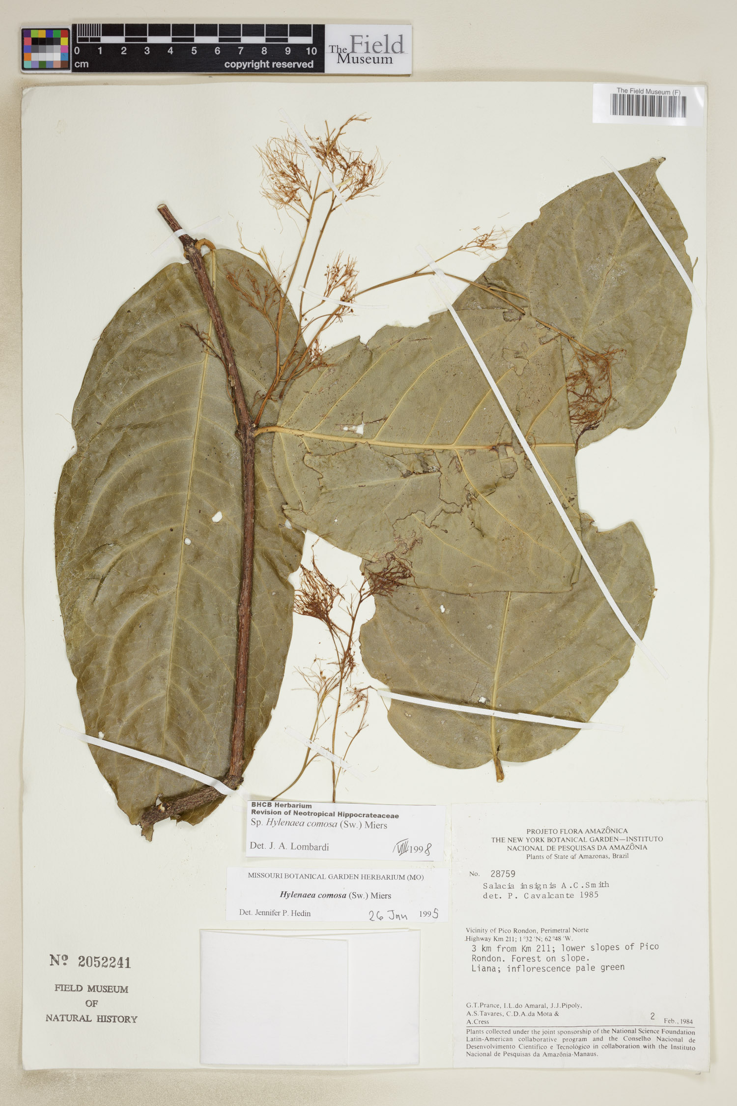 Hylenaea comosa (Karoshiri) — photo