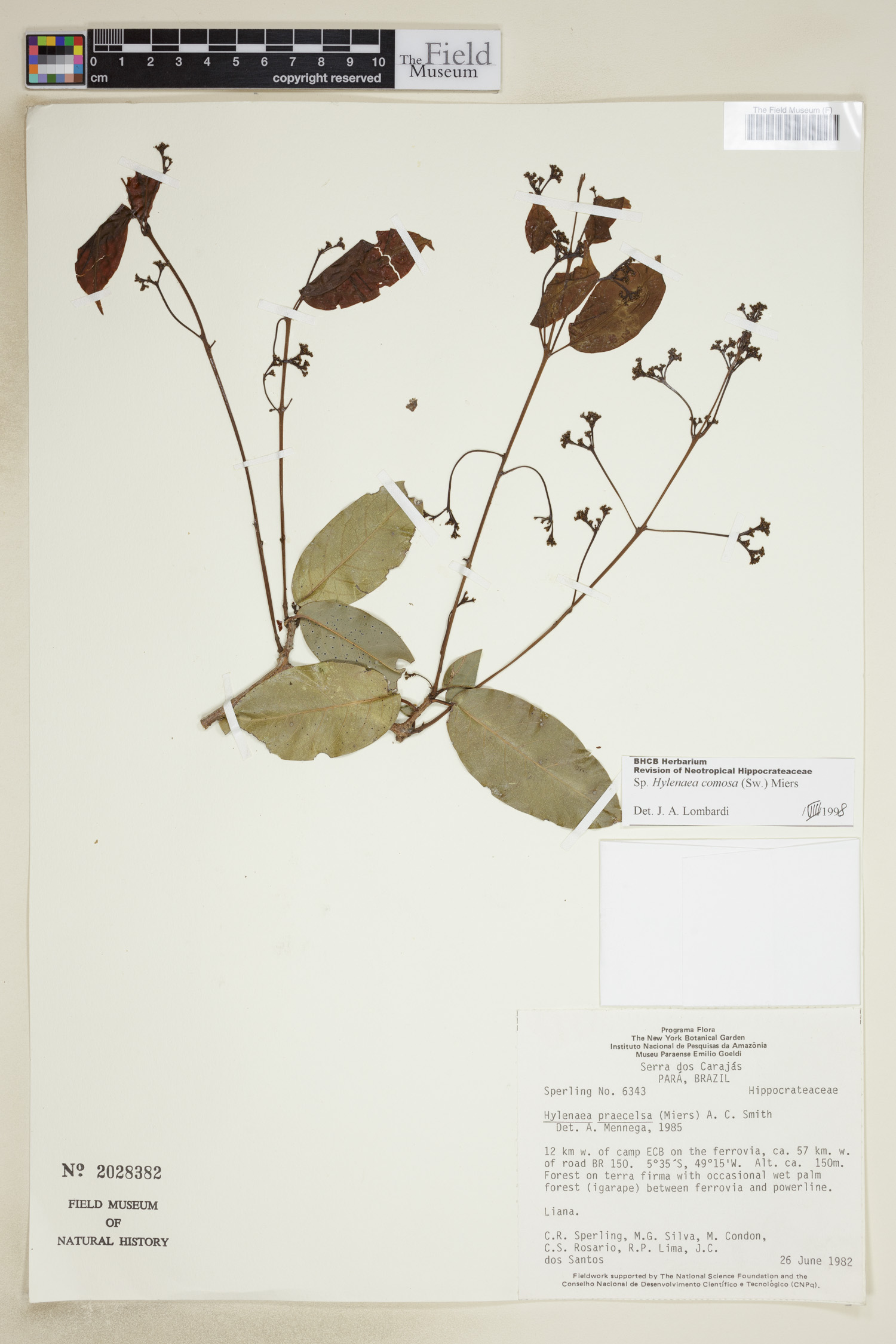 Hylenaea comosa (Karoshiri) — photo