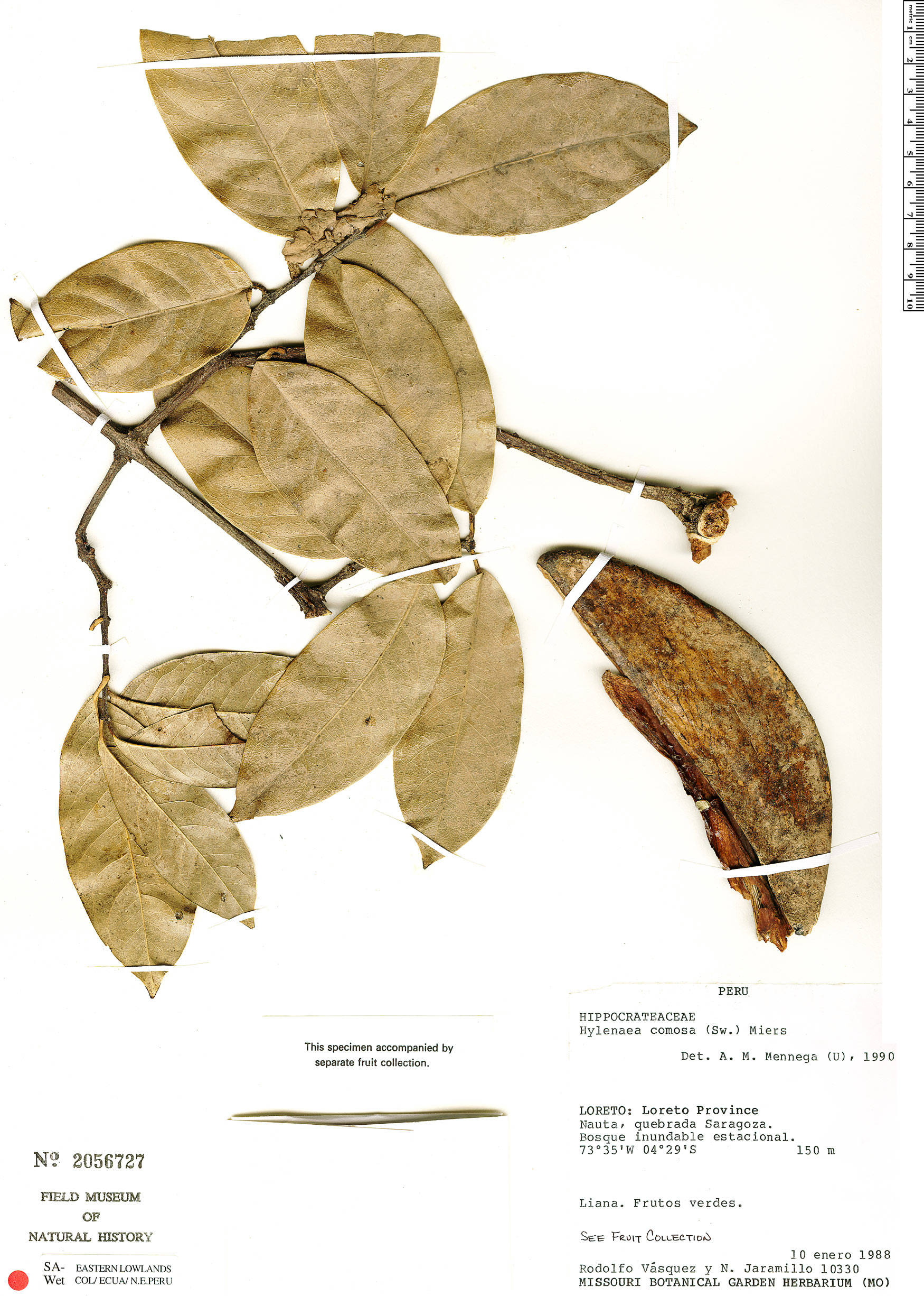 Hylenaea comosa