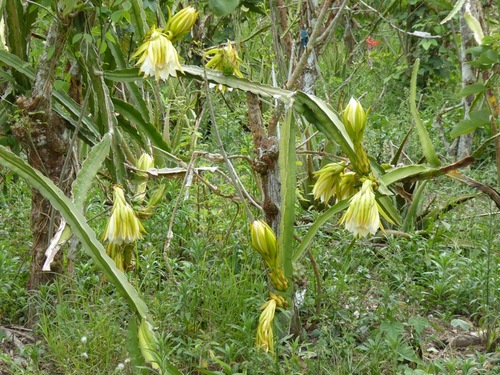 Hylocereus megalanthus (Yellow pitahaya) — photo