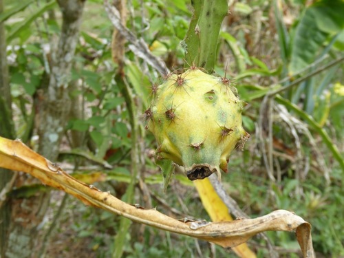 Hylocereus megalanthus (Yellow pitahaya) — photo