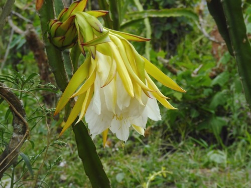 Hylocereus megalanthus