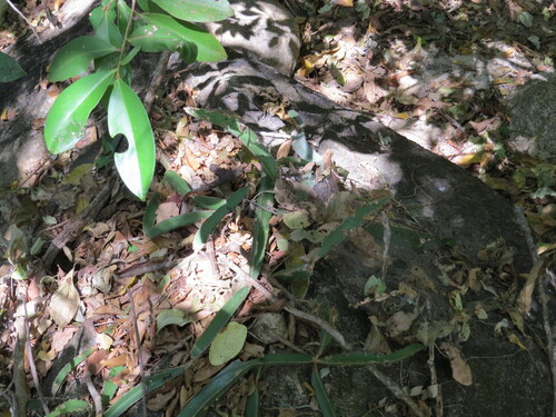 Hylocereus purpusii — photo