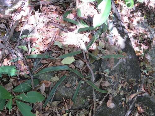 Hylocereus purpusii — photo