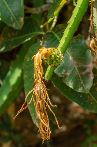 Hylocereus setaceus (Pitainha) — photo