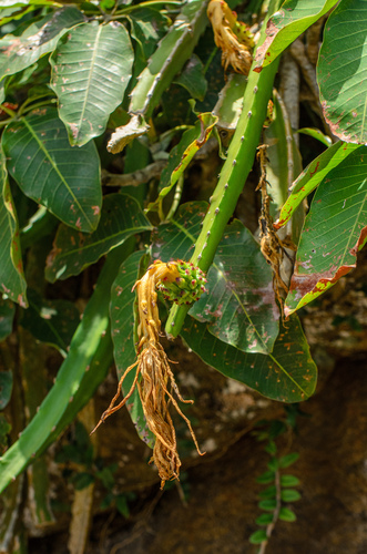 Hylocereus setaceus (Pitainha) — photo
