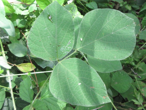 Hylodesmum podocarpum subsp. fallax (Tick trefoil) — photo