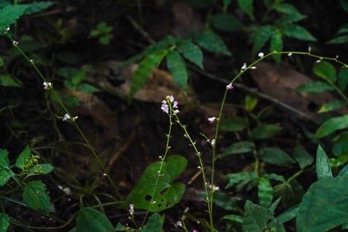 Hylodesmum podocarpum subsp. oxyphyllum — photo