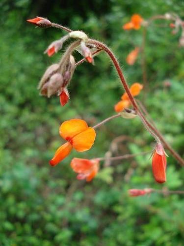 Hylodesmum repandum (Orange desmodium) — photo