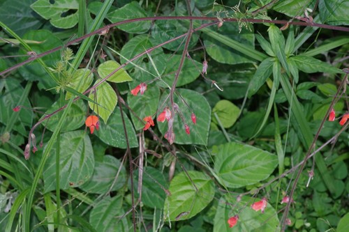 Hylodesmum repandum (Orange desmodium) — photo