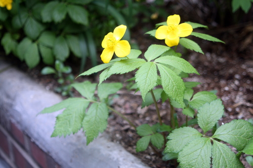Hylomecon vernalis