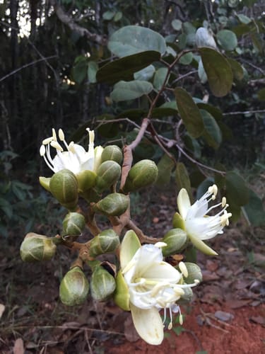 Hymenaea courbaril var. altissima (Courbaril) — photo