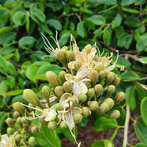 Hymenaea courbaril var. altissima