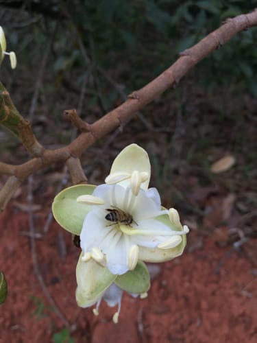 Hymenaea courbaril var. altissima (Courbaril) — photo