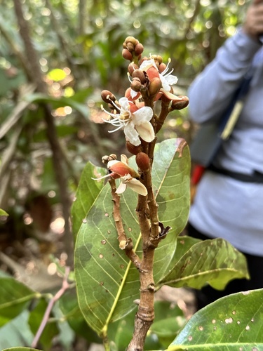 Hymenaea oblongifolia