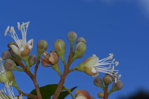 Hymenaea parvifolia (Small leaf copal) — photo
