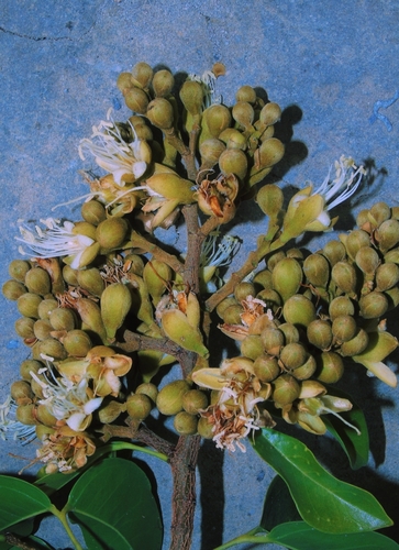 Hymenaea parvifolia