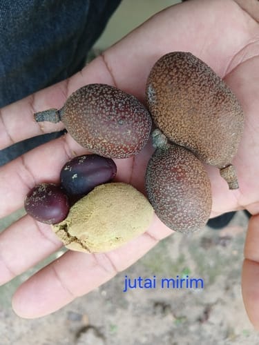 Hymenaea parvifolia (Small leaf copal) — photo