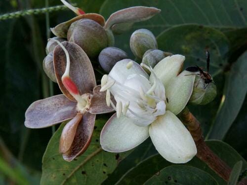 Hymenaea stigonocarpa (Jutaicica) — photo
