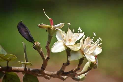 Hymenaea stigonocarpa