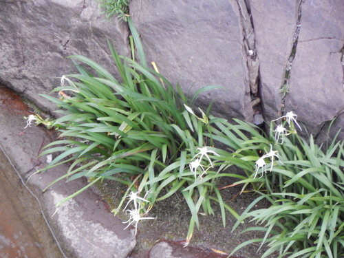 Hymenocallis pimana