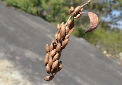 Hymenodictyon orixense (Mountain sage tree) — photo