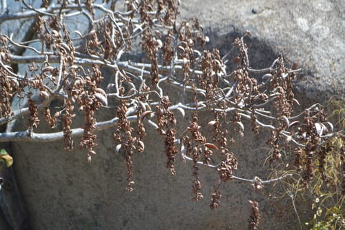 Hymenodictyon orixense (Mountain sage tree) — photo