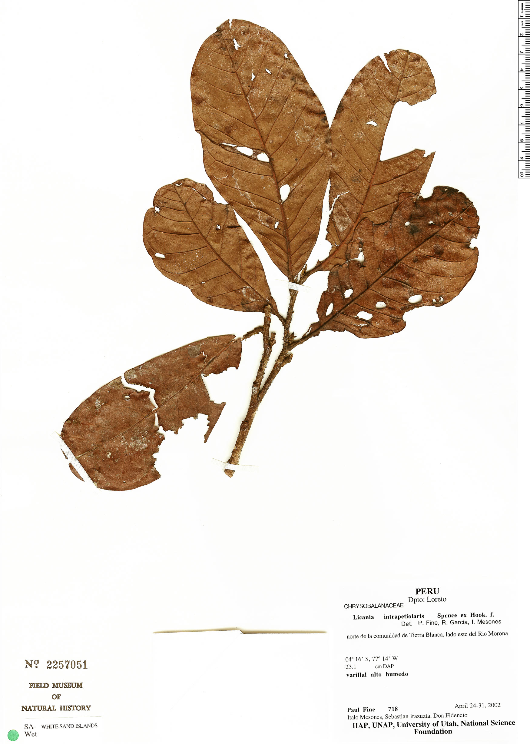 Hymenopus intrapetiolaris