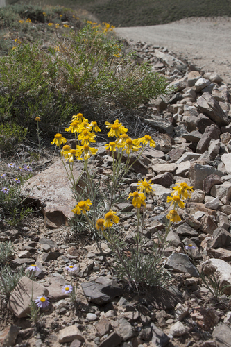Hymenoxys cooperi (Cooper's hymnoxys) — photo