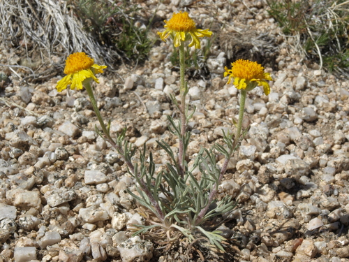 Hymenoxys cooperi (Cooper's hymnoxys) — photo